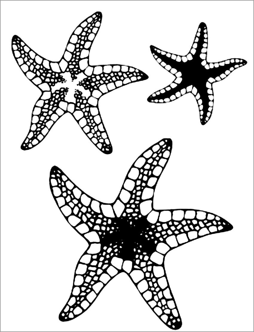Starfish Coloring Sheets
