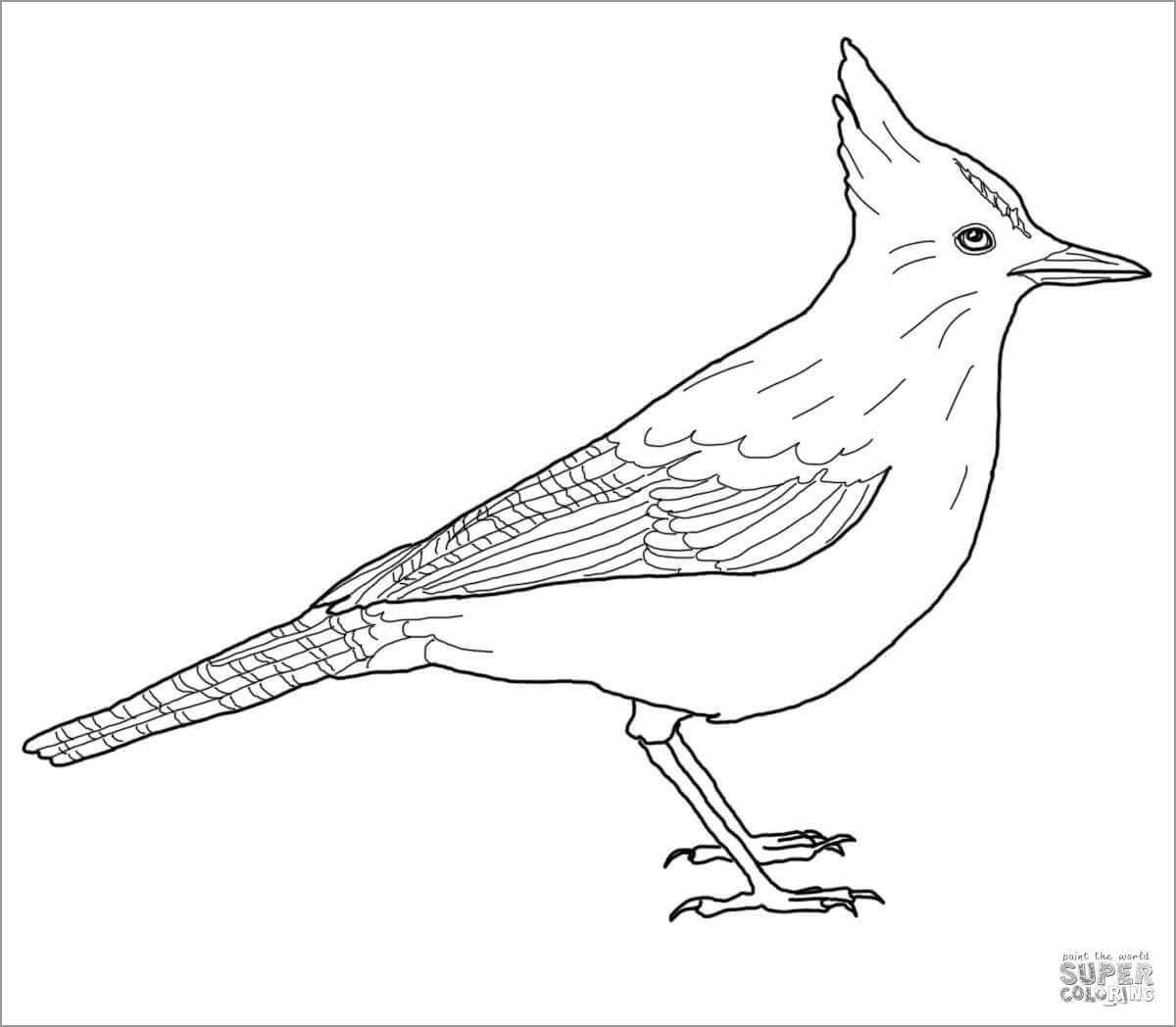 Steller's Jay Coloring Page