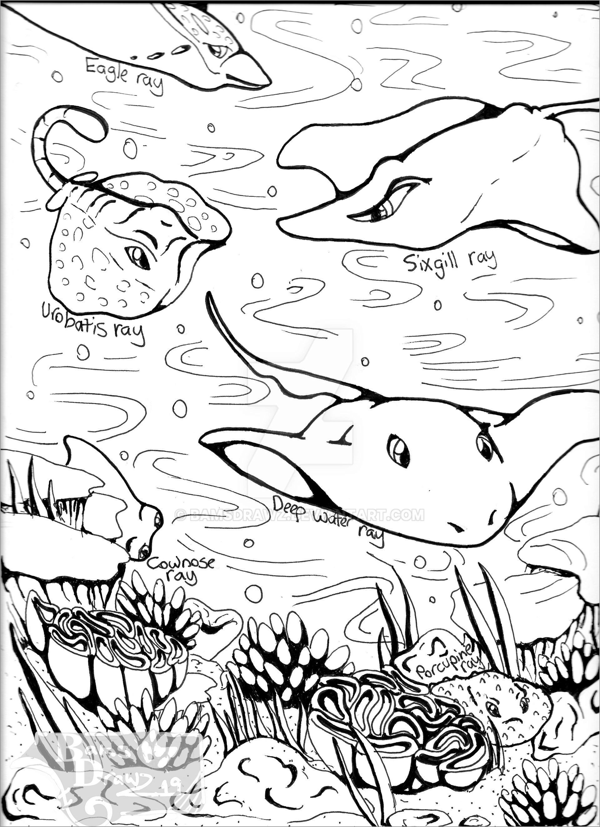 Stingray Coloring Page by Bamsdrawz for Adults