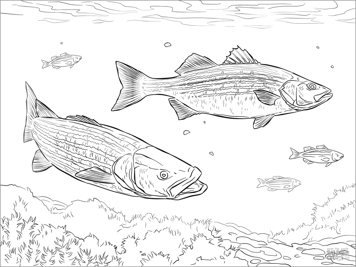 Basses Coloring Pages - ColoringBay