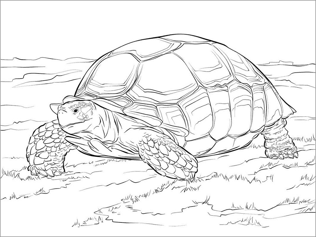 Sulcata tortoise Coloring Page to Print