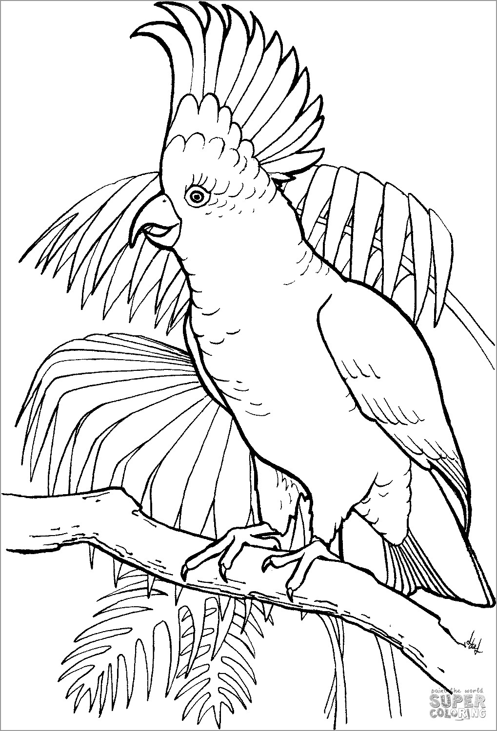 Sulfur Crested Cockatoo Coloring Page