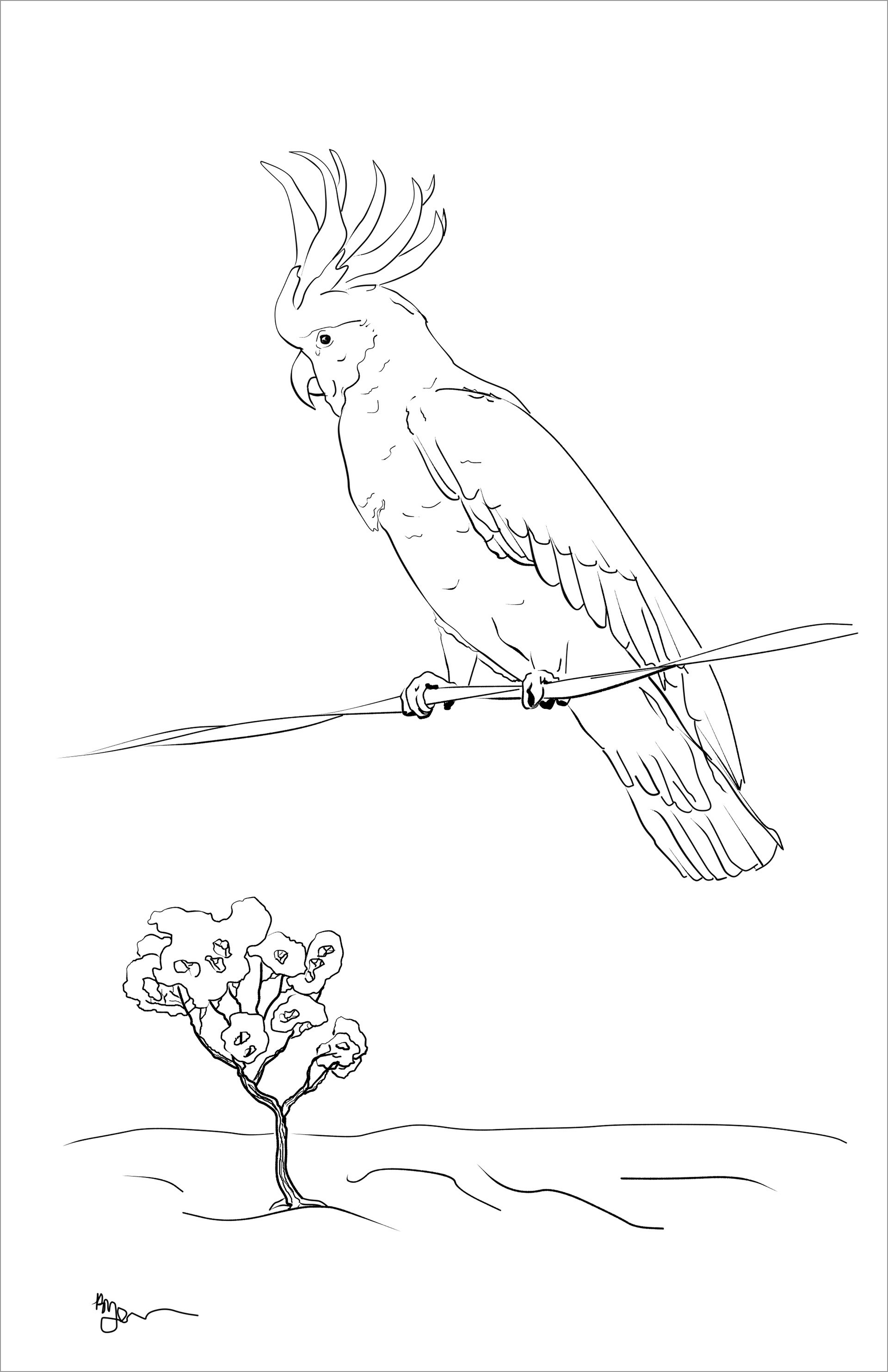 Sulphur Crested Cockatoo Coloring Pages
