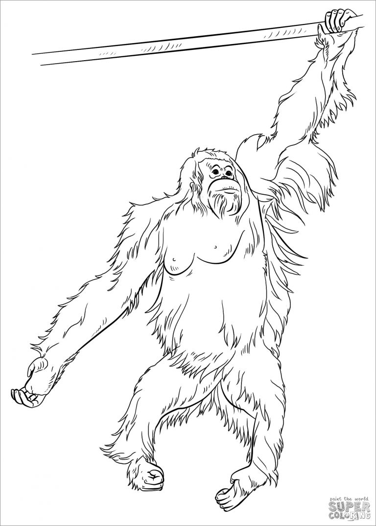 Sumatran orangutan Coloring Page - ColoringBay