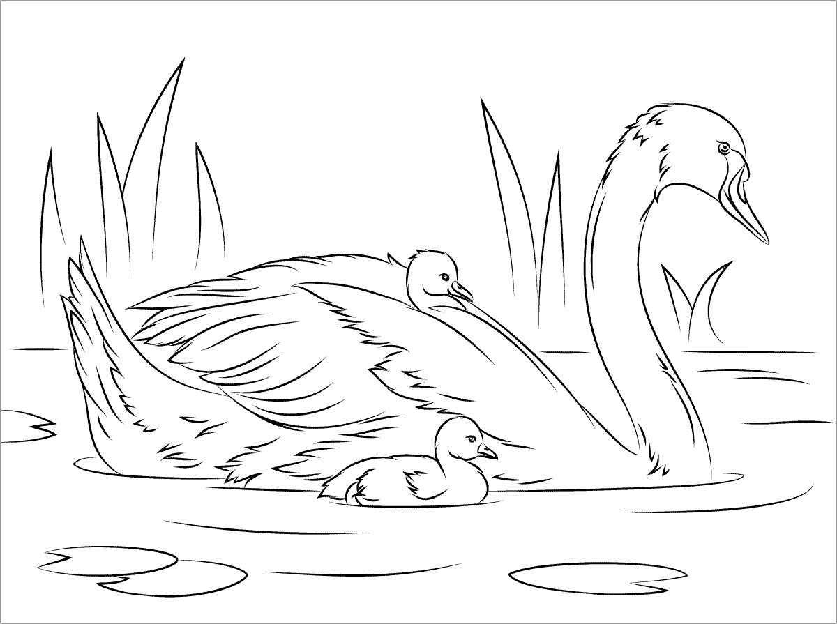 Swan Family Coloring Pages for Kids