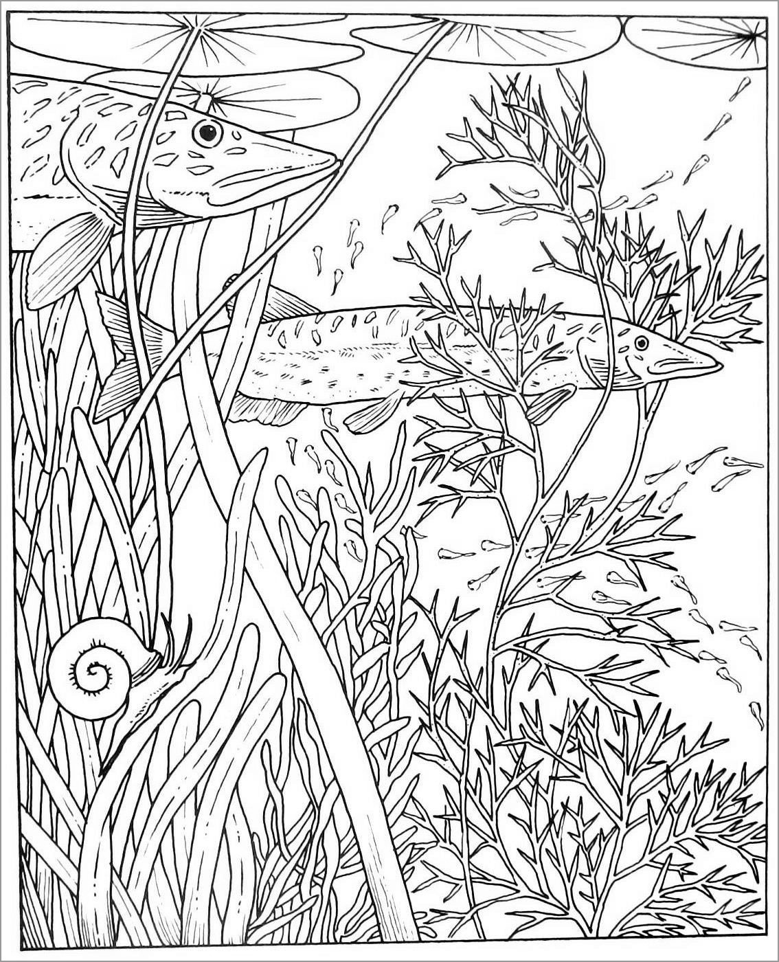 Swimming Pike Coloring Page