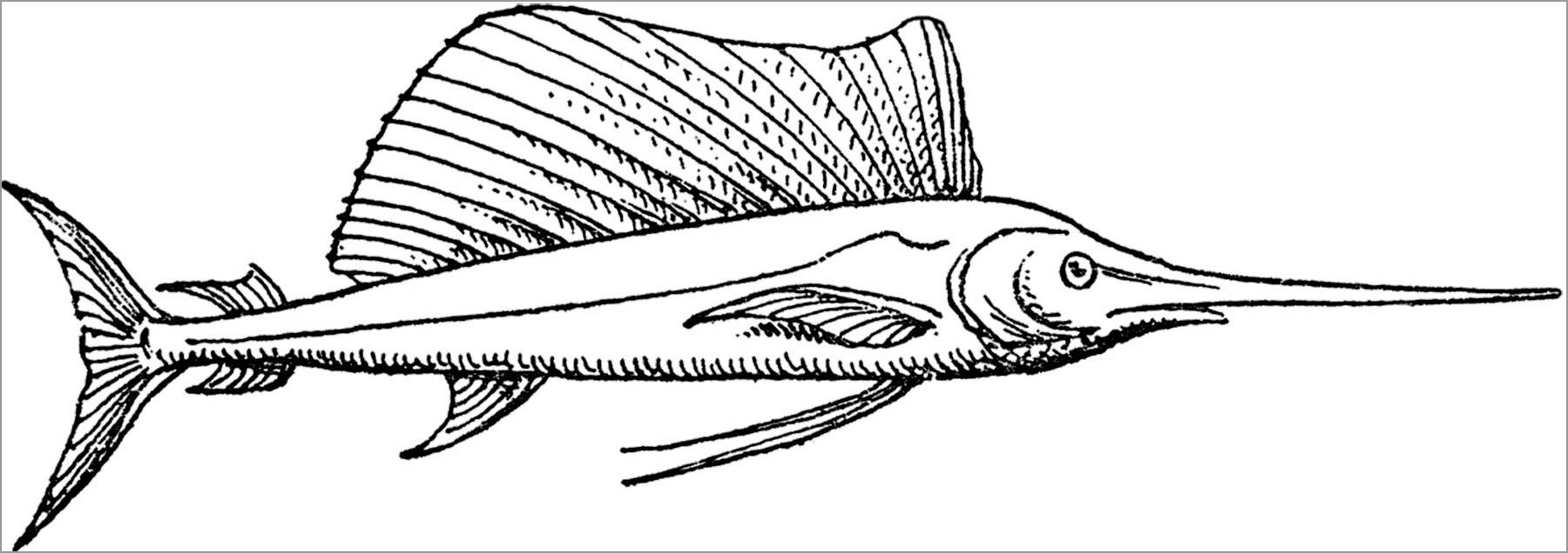 Swordfish Coloring Page to Print