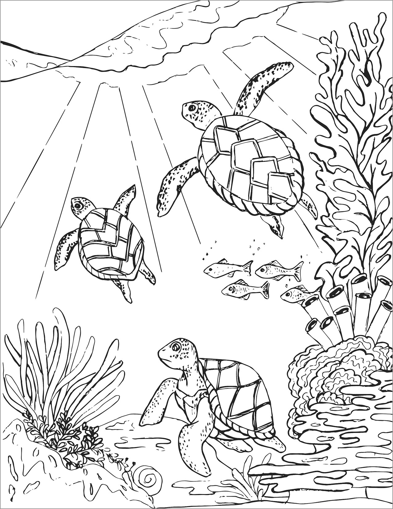 Three tortoise Coloring Page for Adult