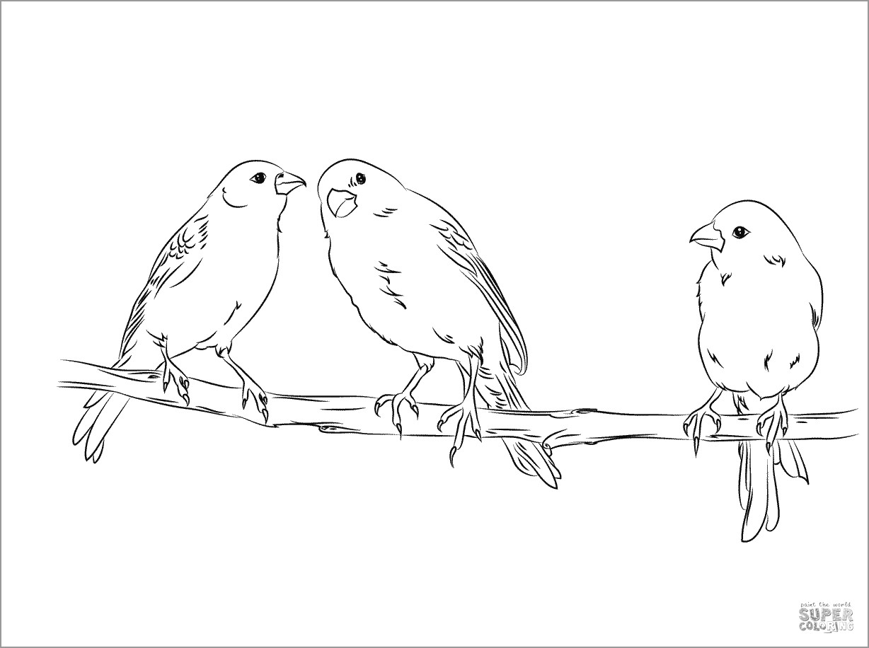 Three Yellow Canaries Coloring Page