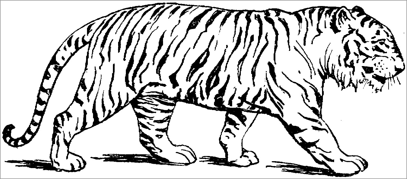 Tiger Dangerous Animals Coloring Page   ColoringBay