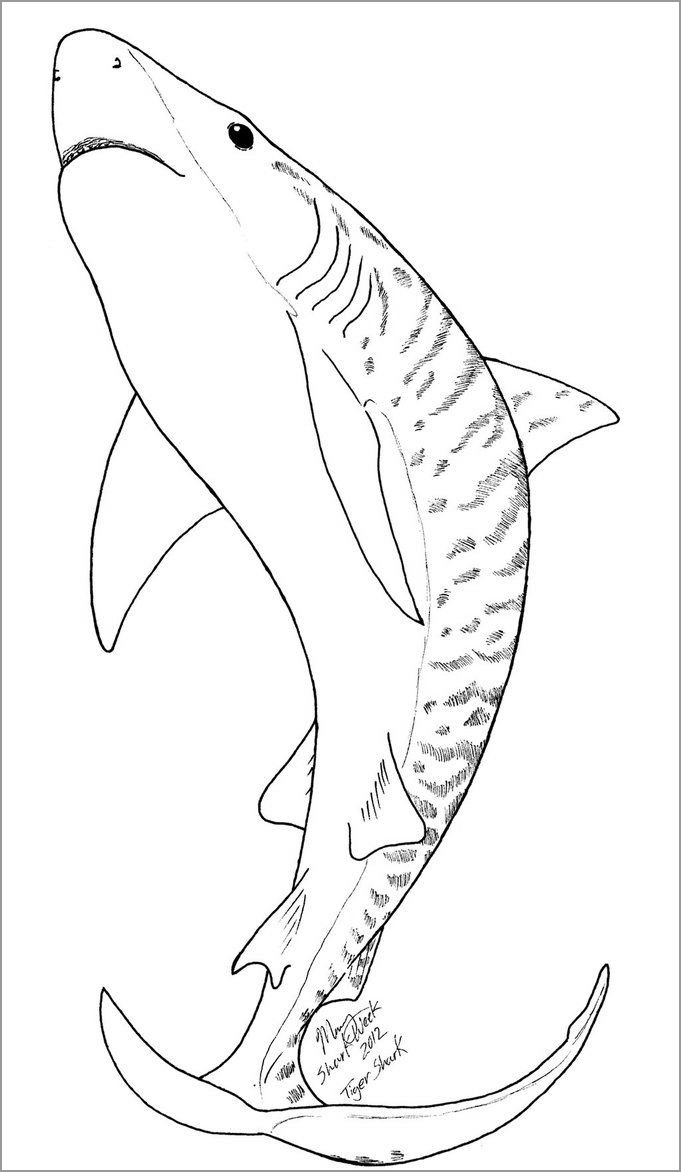 Download Shark Coloring Pages - ColoringBay