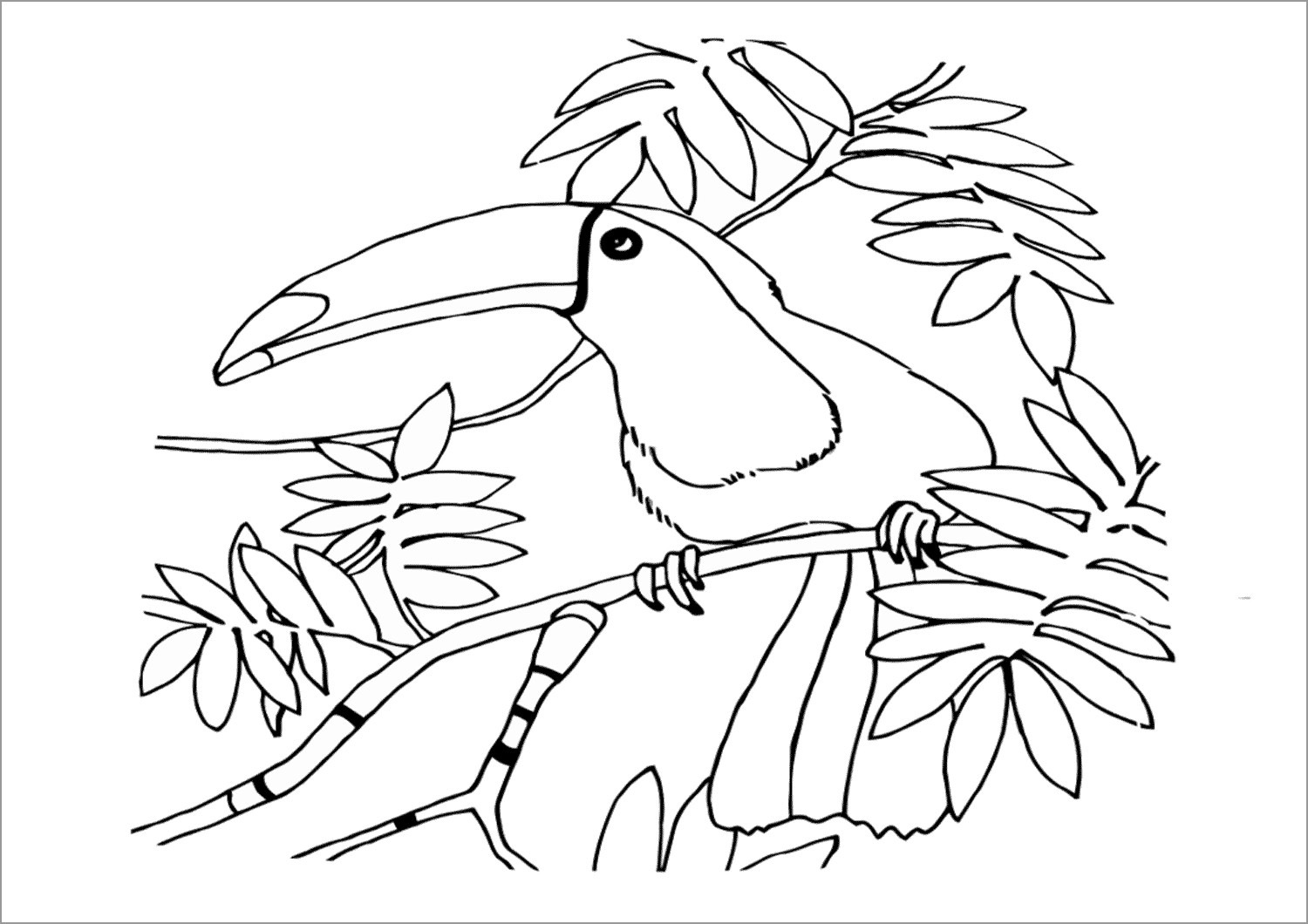 Toucan Coloring Pages to Print