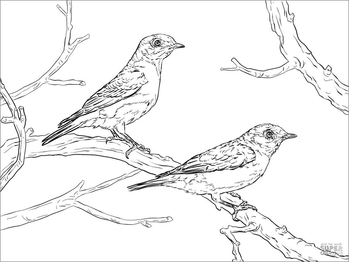 Two Eastern Bluebird Coloring Page