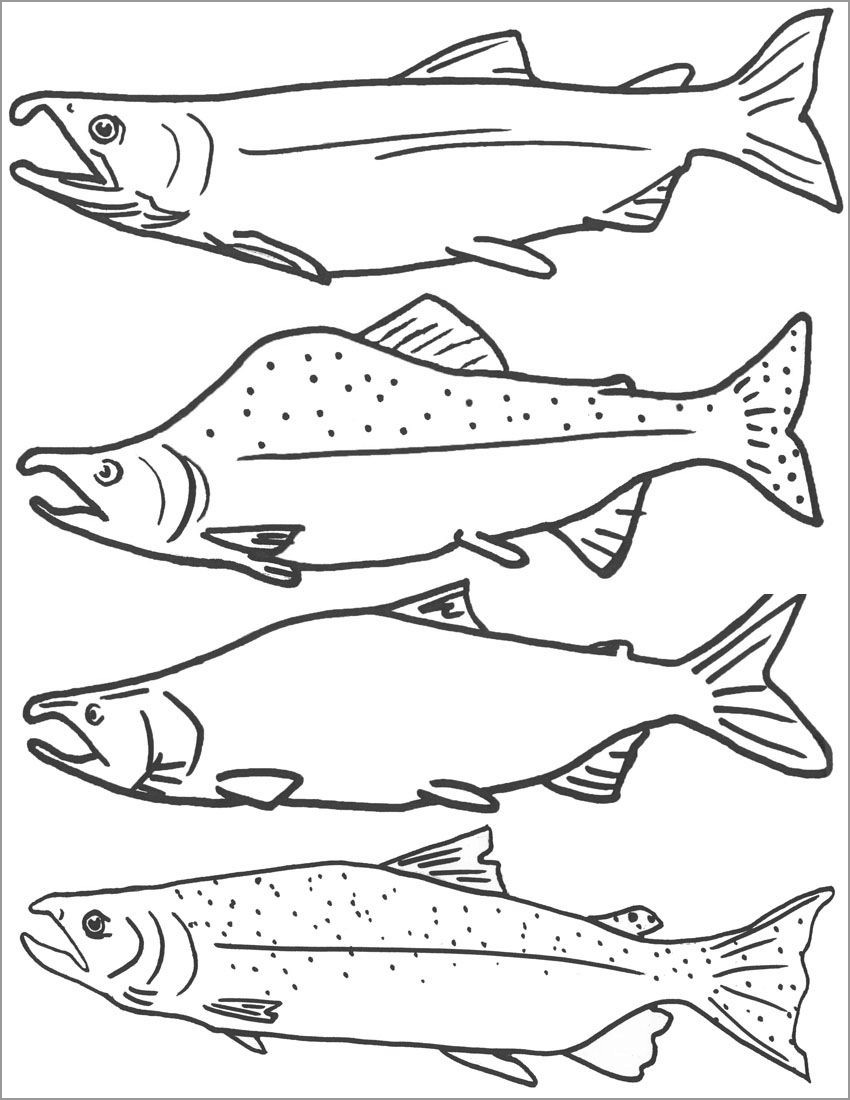 Type Of Salmon Fish Coloring Page