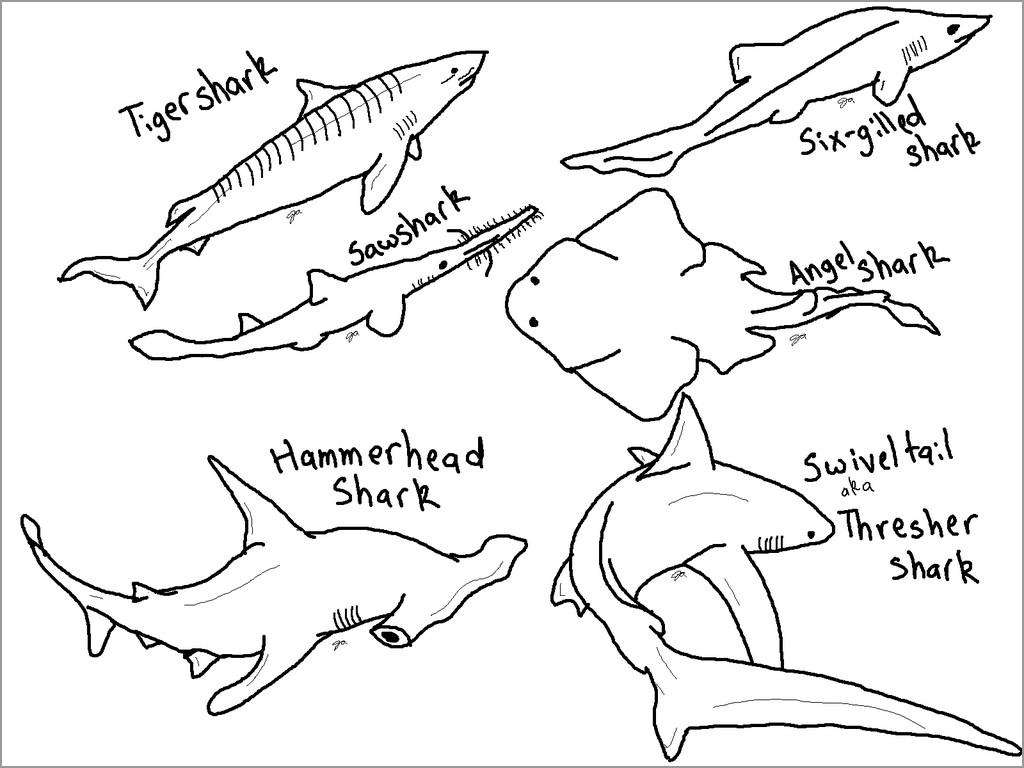 Types Of Shark Coloring Page
