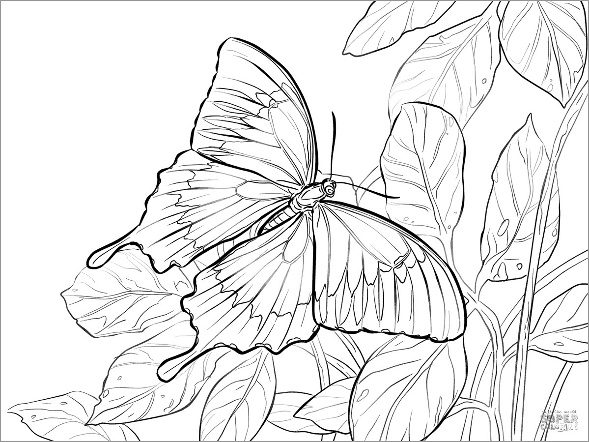 Ulysses Blue Mountain butterfly Coloring Page   ColoringBay