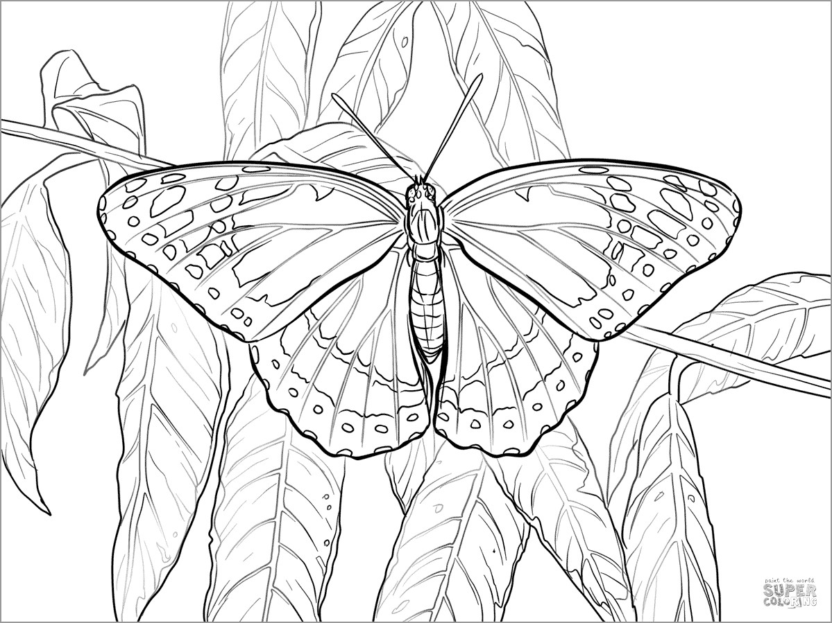 41+ nice photograph Morpho Butterfly Coloring Page : Morpho Butterfly ...