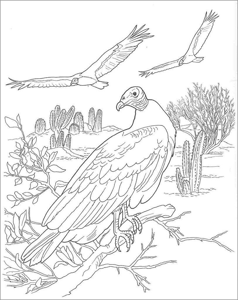 Vultures Coloring Pages