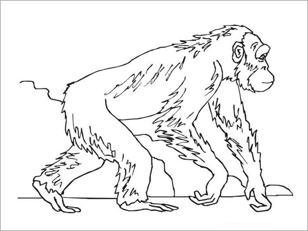 Walking Apes Coloring Pages