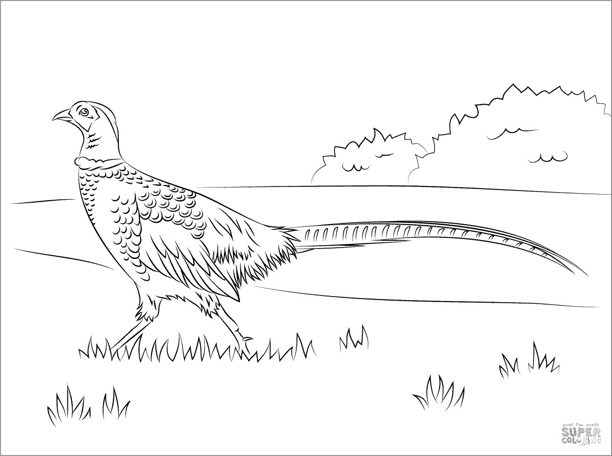 Walking Pheasant Coloring Pages
