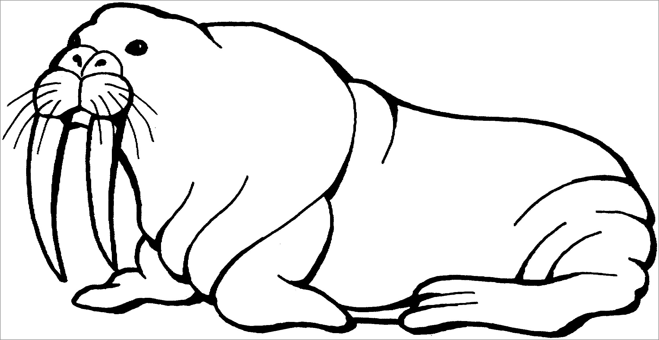 Walrus Coloring Pages Free