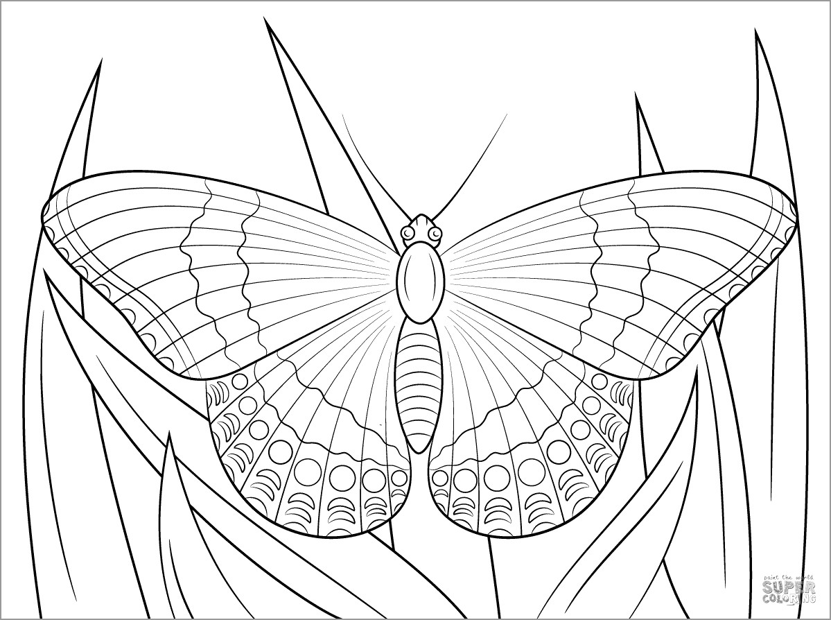 White Admiral butterfly Coloring Page