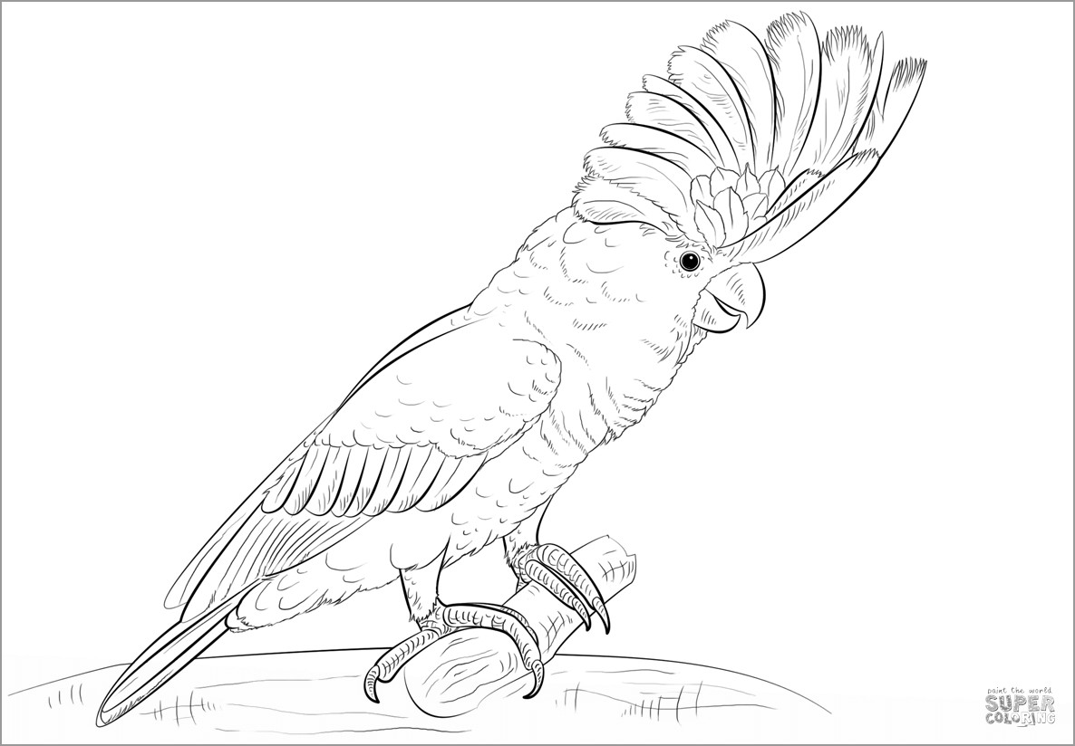 Cockatoos Coloring Pages