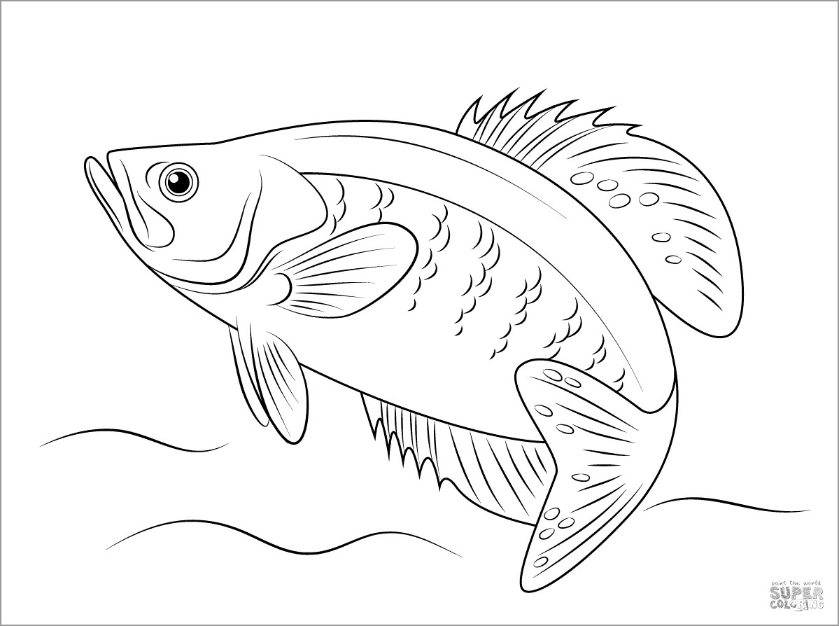 White Perch Coloring Page
