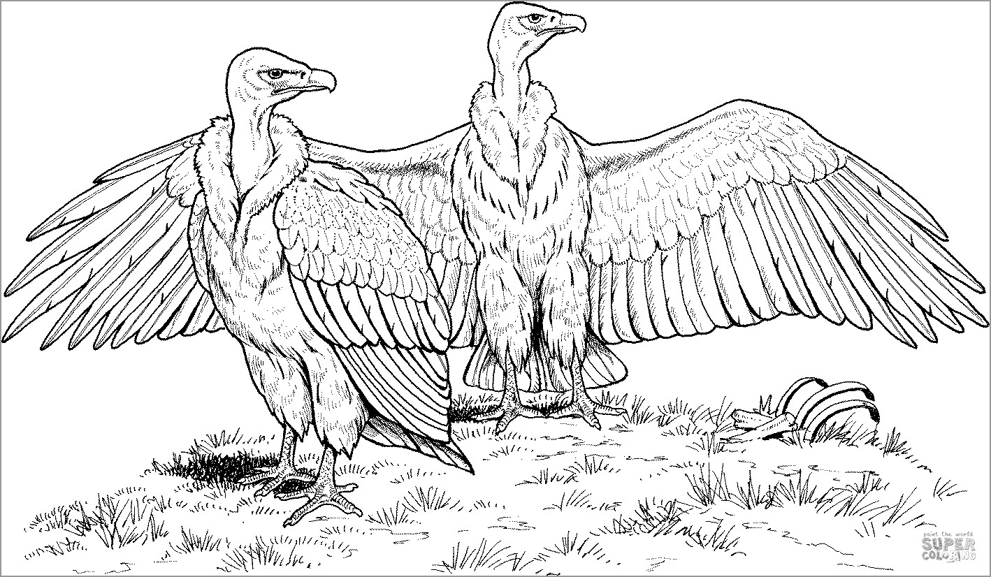 White Rumped Vulture Coloring Page
