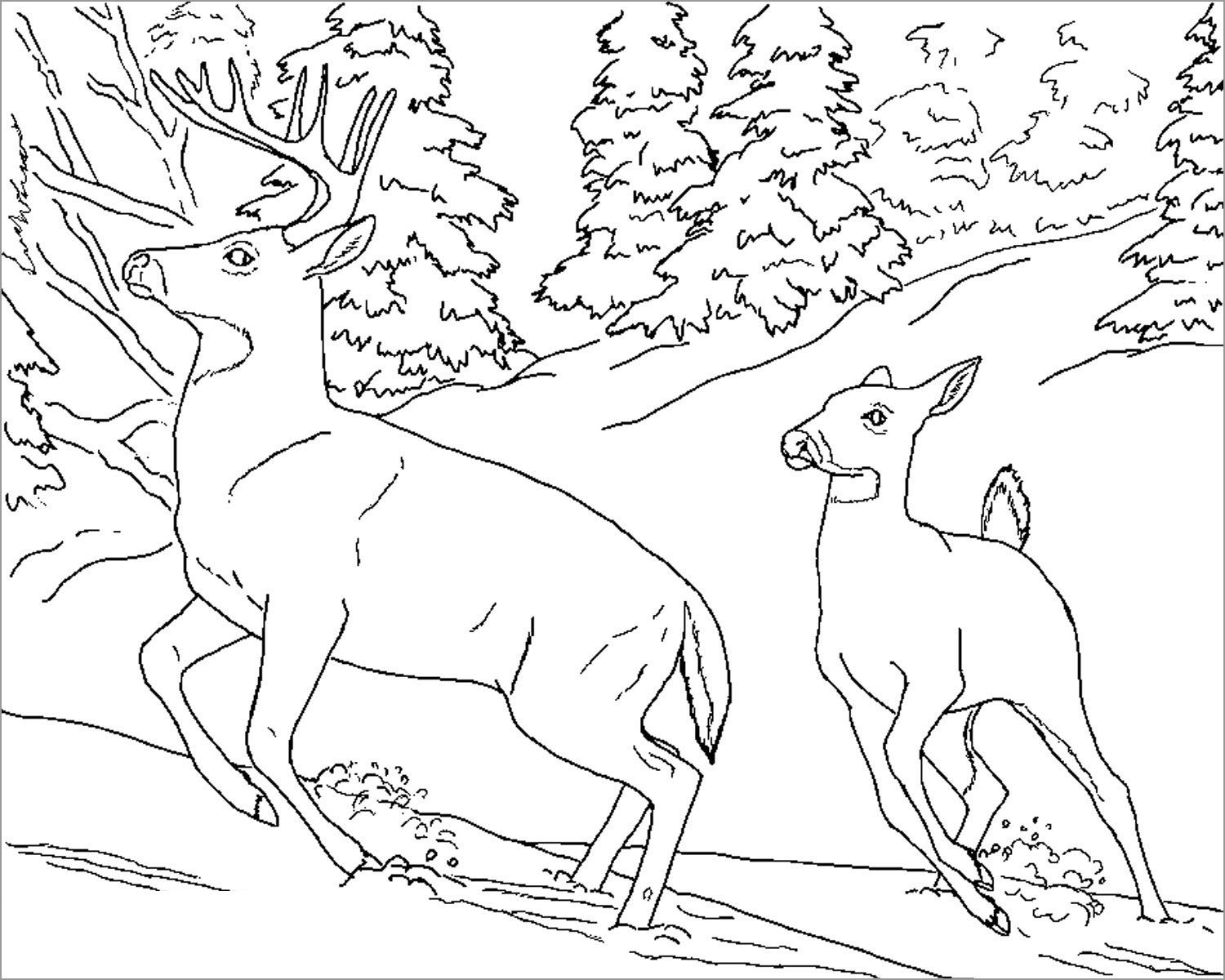 White Tailed Deer Coloring Pages
