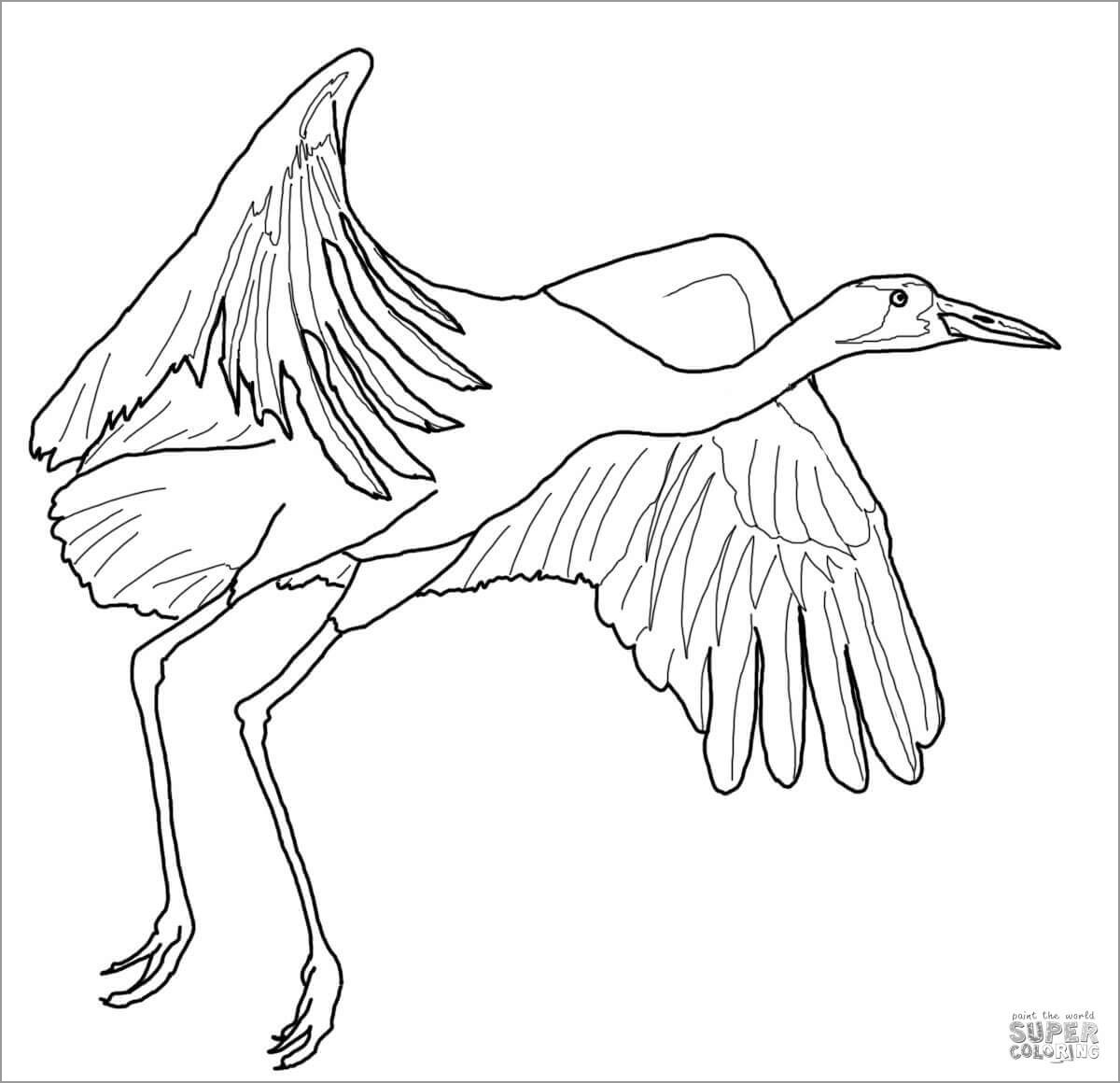 Whooping Crane Coloring Page