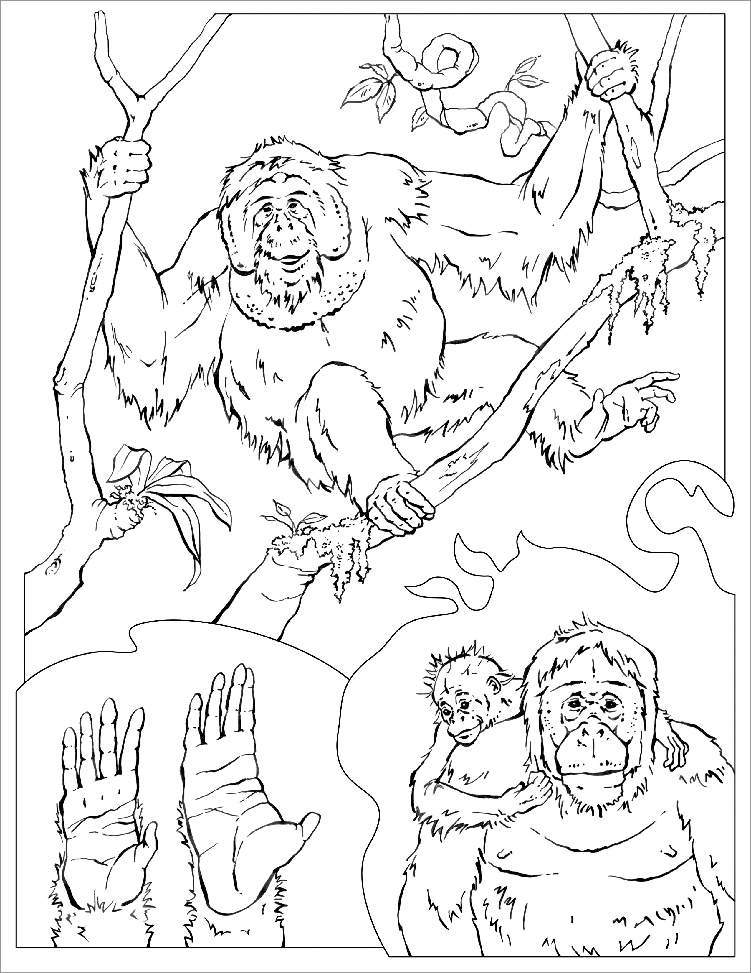 Wildlife orangutan Coloring Page
