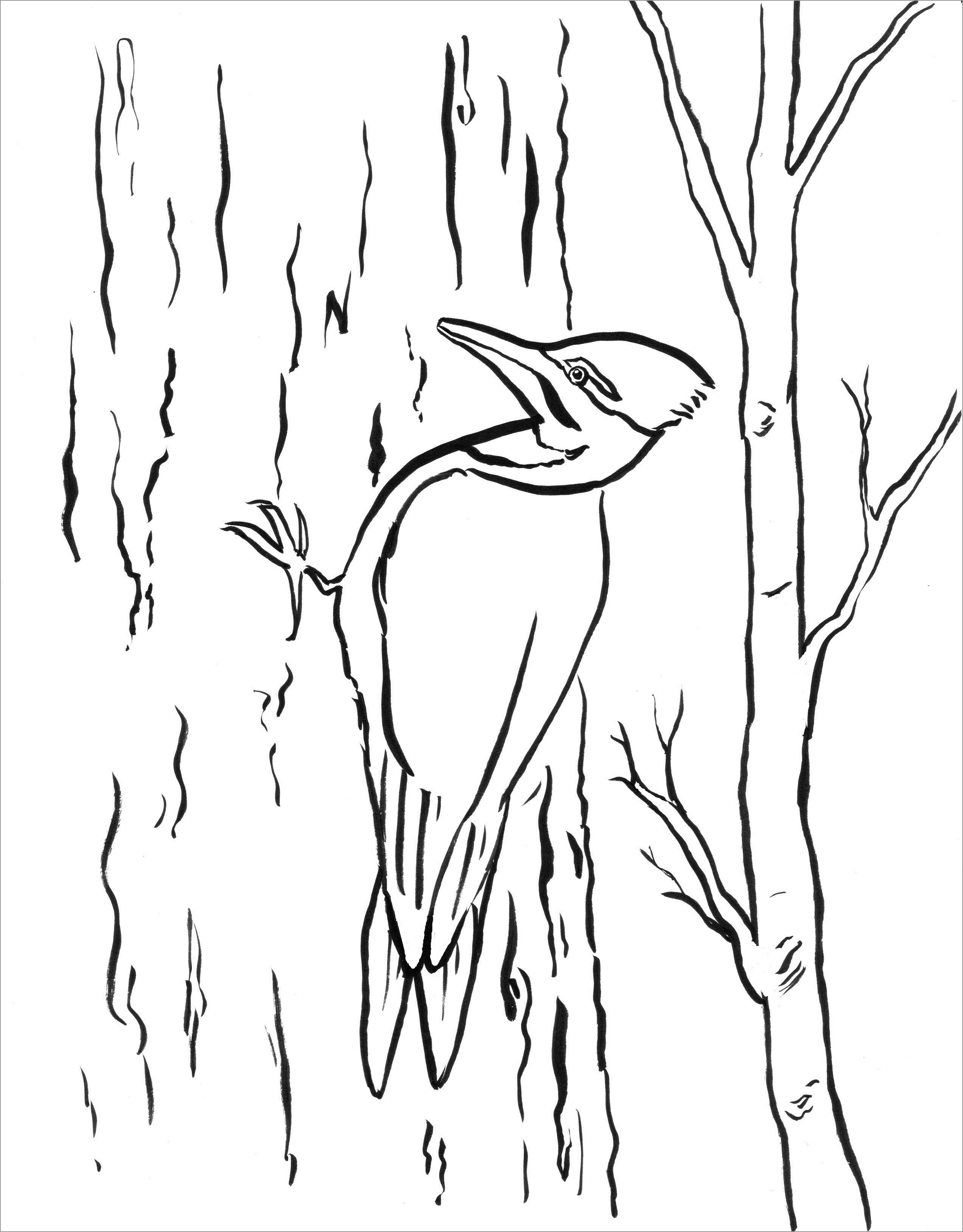 Woody Woodpecker Coloring Pages to Print