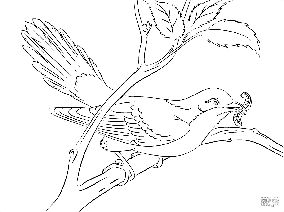 Yellow Billed Cuckoo Coloring Page