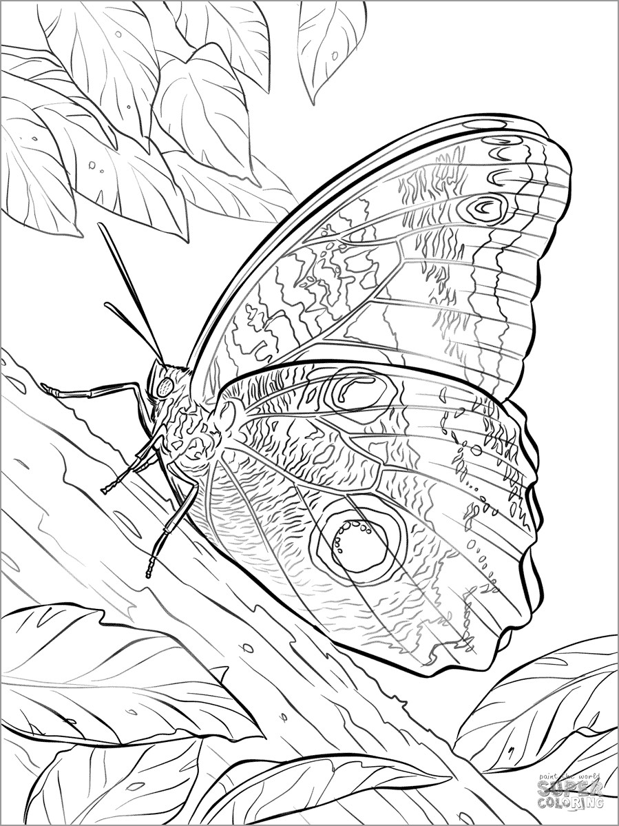 Yellow Edged Giant Owl butterfly Coloring Page