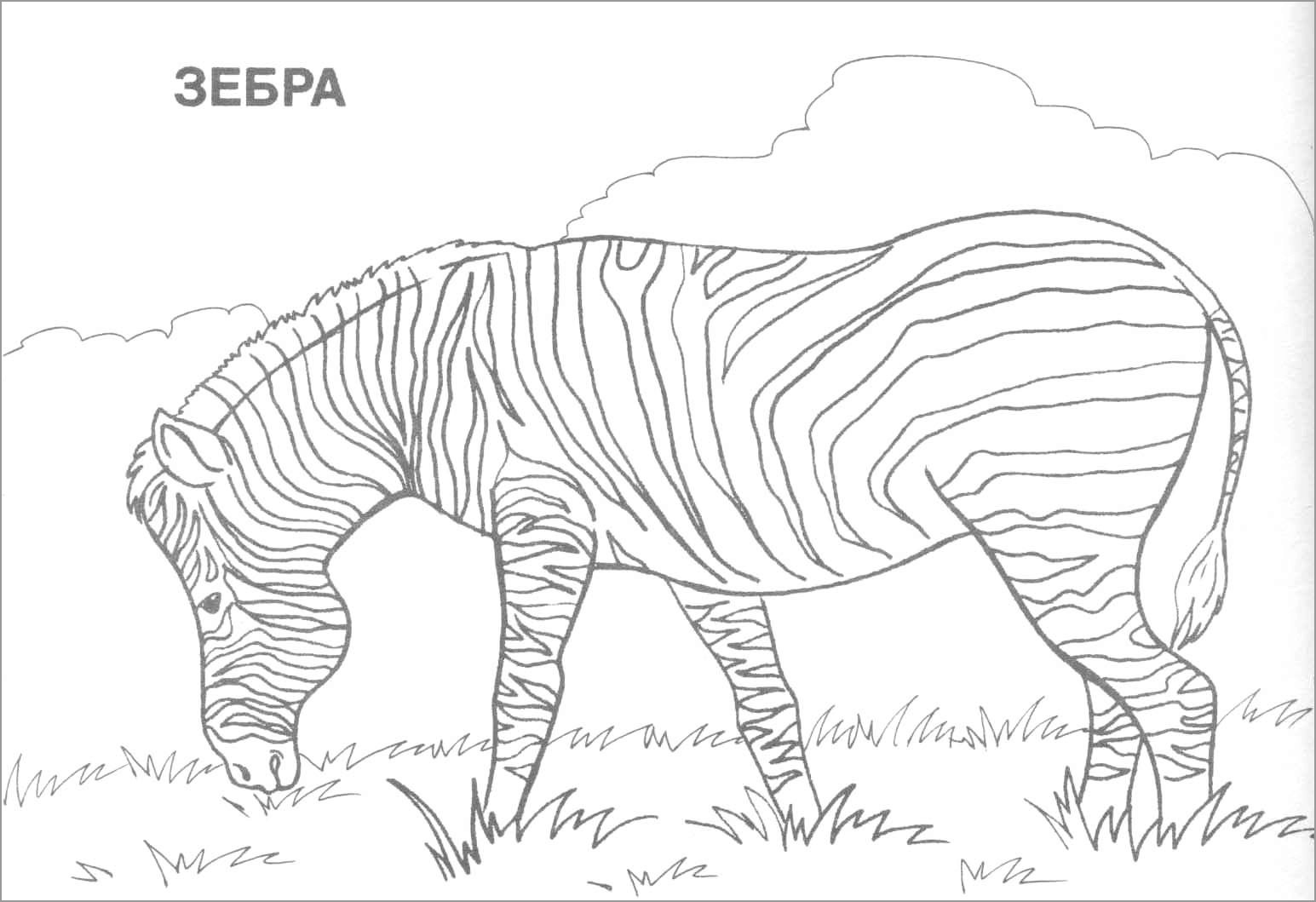 Zebra African Animals Coloring Pages Coloringbay