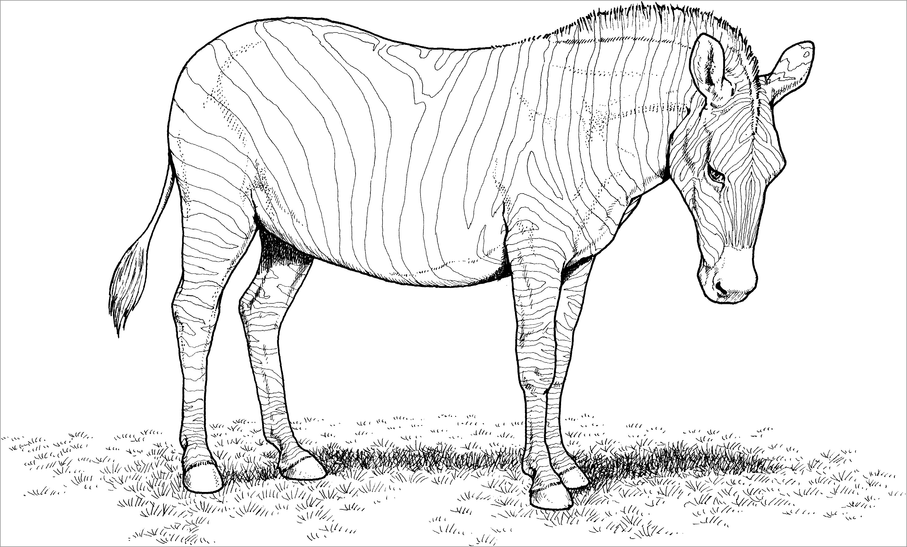 Zebra Coloring Pages without Stripes