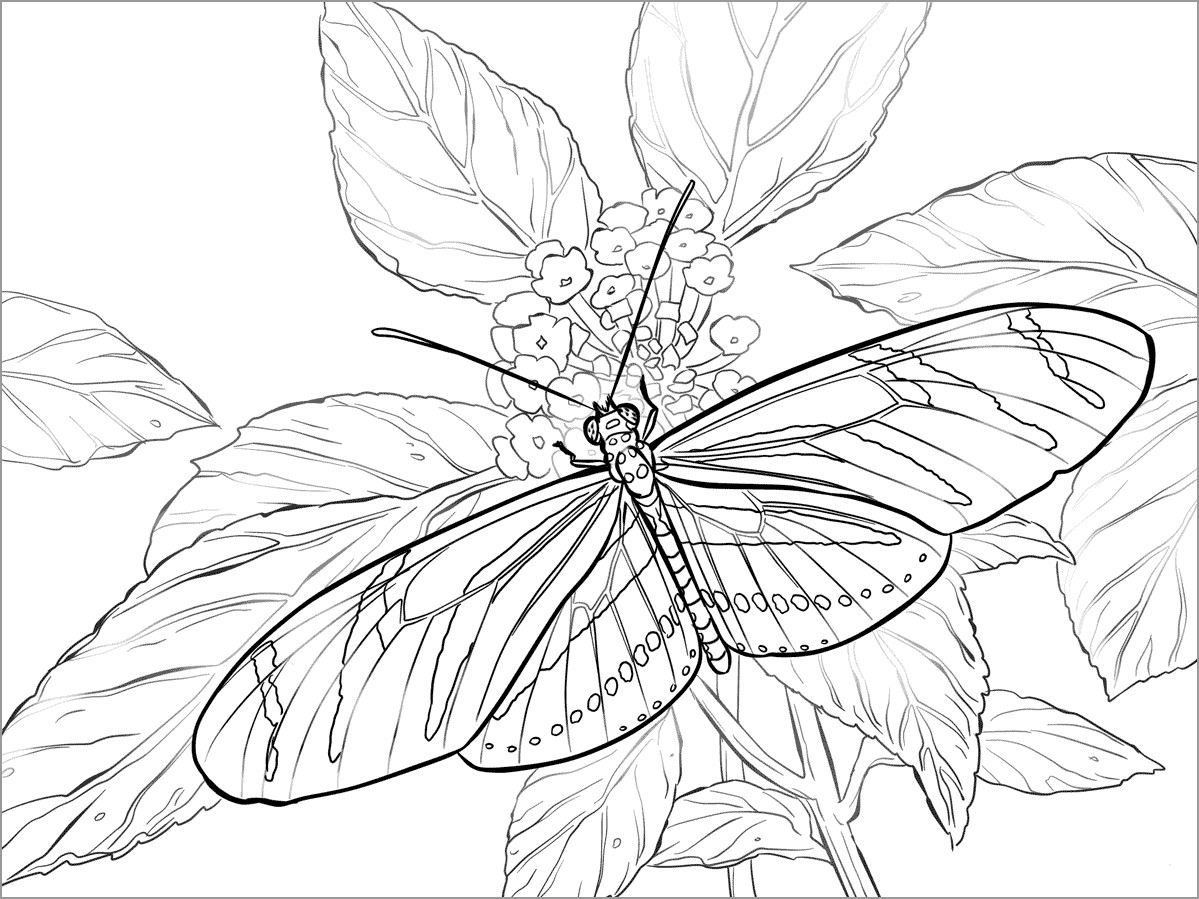 Zebra Longwing butterfly Coloring Page