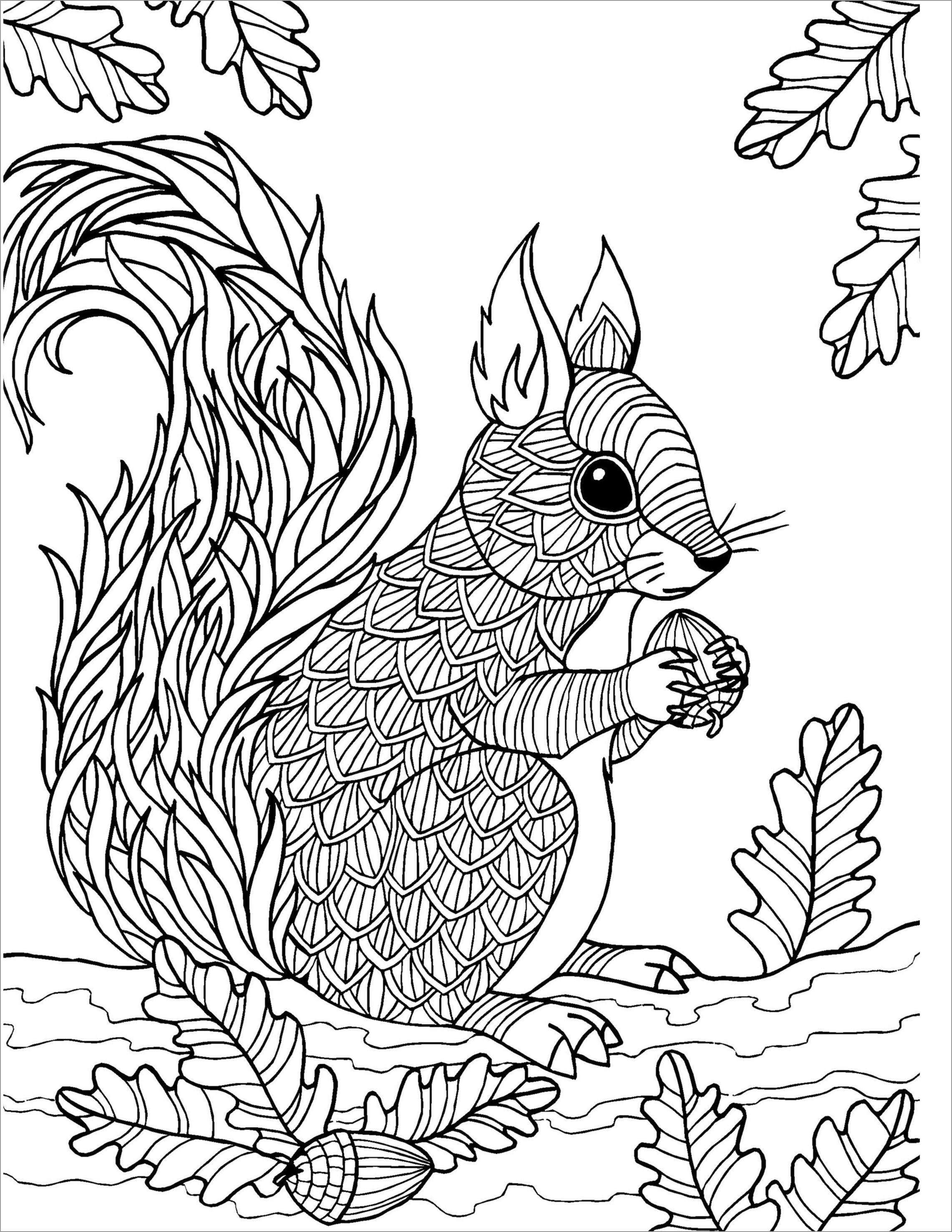 Zentangle Squirrel Coloring Page for Adult